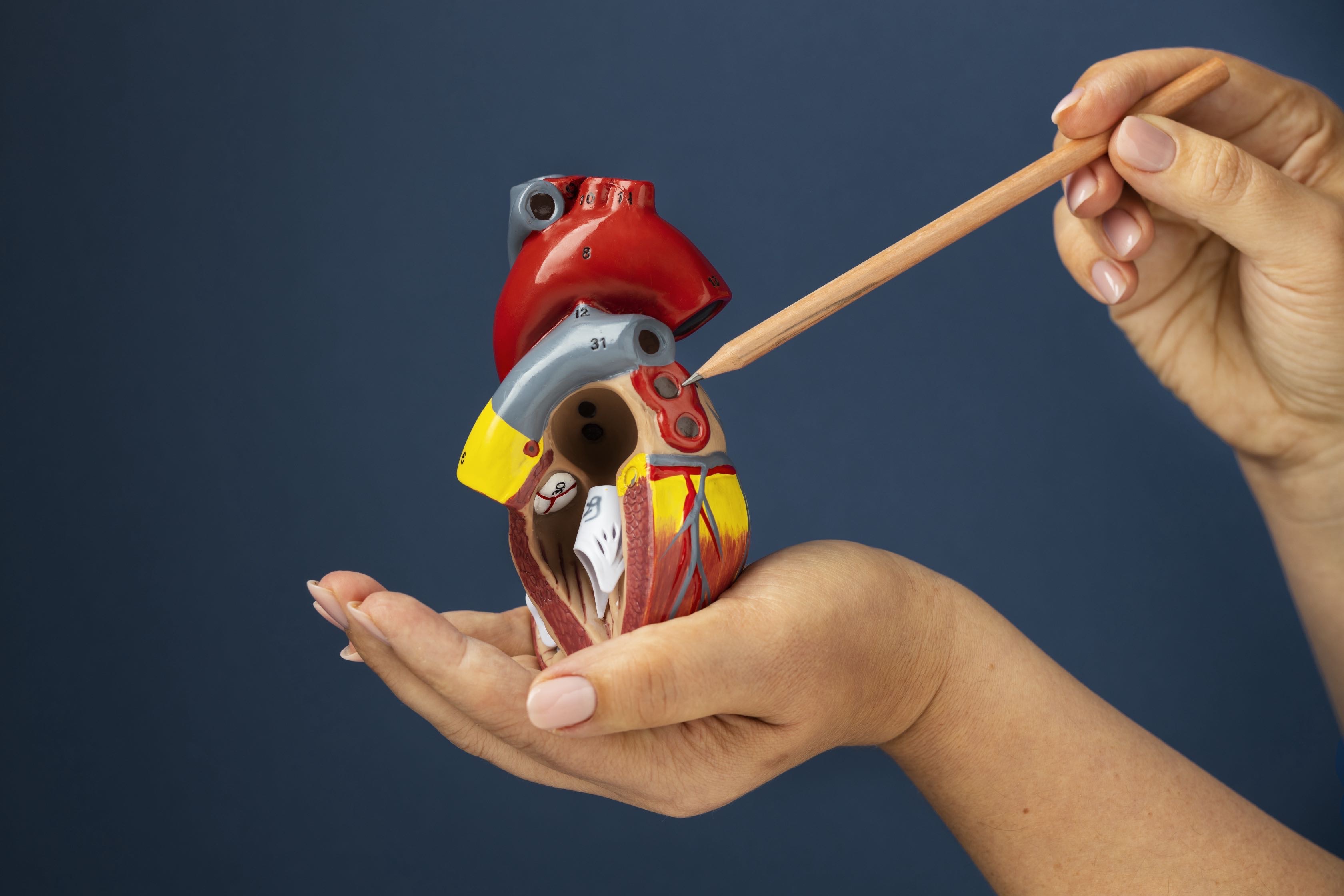 Heart Valve Repair or Replacement